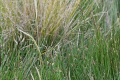 Pentapogon quadrifidus