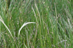 Pentapogon quadrifidus