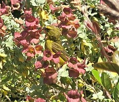 Crithagra sulphurata