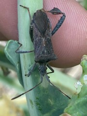 Leptoglossus chilensis