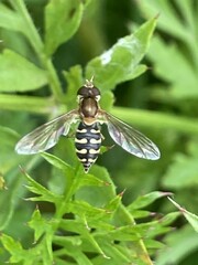 Toxomerus vertebratus