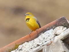 Sicalis uropygialis