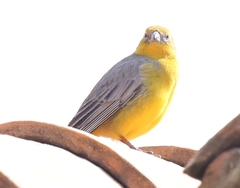 Sicalis uropygialis
