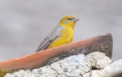 Sicalis uropygialis