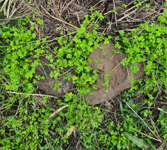 Ranunculus sessiliflorus