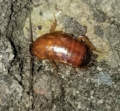 Parcoblatta pennsylvanica