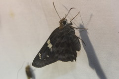 Codatractus sallyae