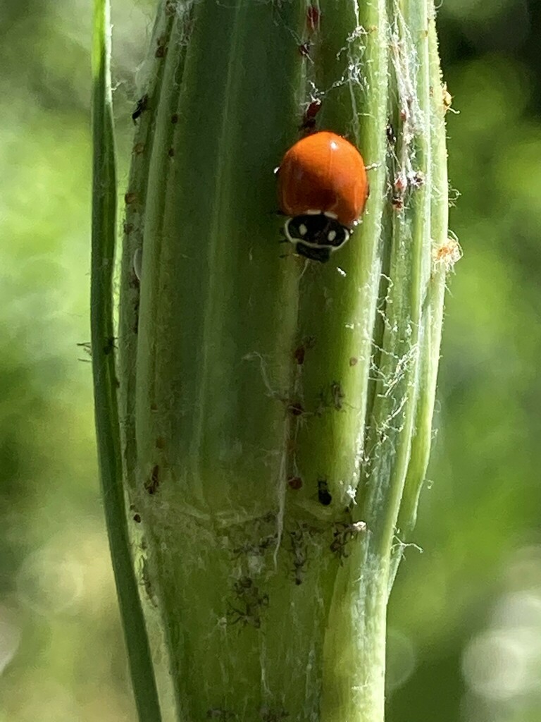 Cycloneda limbicollis