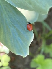 Cycloneda fulvipennis