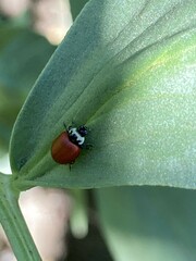 Cycloneda fulvipennis
