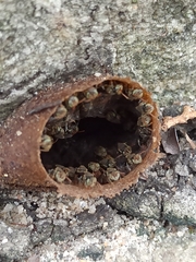 Nannotrigona testaceicornis