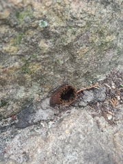 Nannotrigona testaceicornis