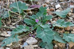 Erodium malacoides