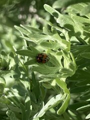 Adalia angulifera