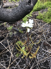 Drosera binata