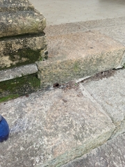 Nannotrigona testaceicornis