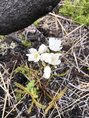 Drosera binata