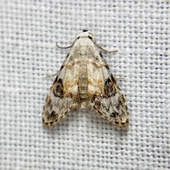 Araeopteron epiphracta