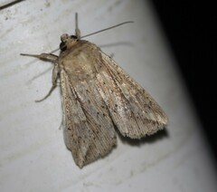 Mythimna decisissima