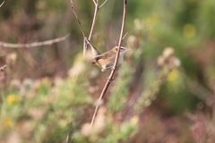 Acrocephalus melanopogon