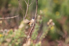 Acrocephalus melanopogon