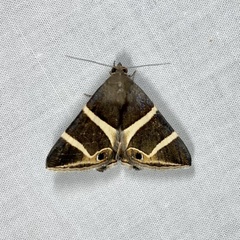 Grammodes oculicola