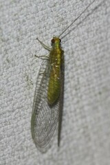 Italochrysa insignis