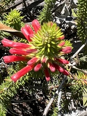 Erica abietina