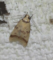 Heteroteucha anthodora