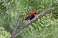 Euplectes hordeaceus