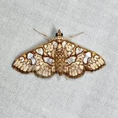 Glyphodes canthusalis