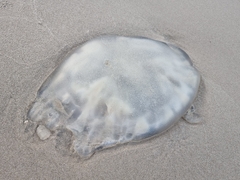Scyphozoa
