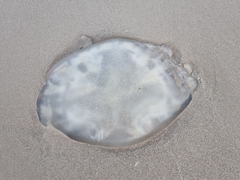 Scyphozoa