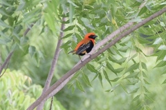 Euplectes hordeaceus