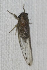 Tamasa tristigma