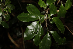 Rhysotoechia bifoliolata