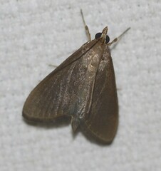 Protonoceras