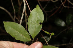 Rhysotoechia bifoliolata
