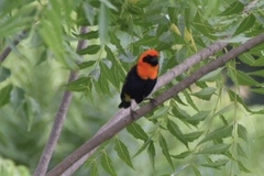 Euplectes hordeaceus