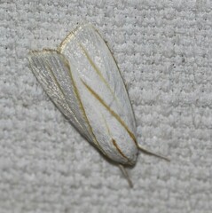 Cryptophasa flavolineata