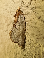 Glyphidoptera polymita
