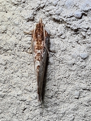 Glyphidoptera polymita