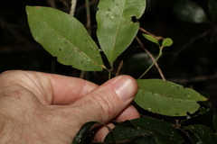 Rhysotoechia bifoliolata