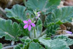 Erodium malacoides