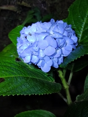 Hydrangea macrophylla