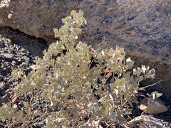 Atriplex hymenelytra