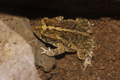 Incilius mazatlanensis