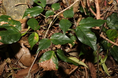 Archidendron grandiflorum