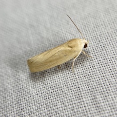 Earias chlorodes