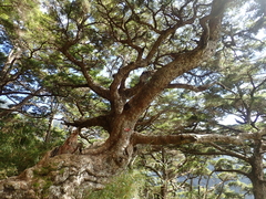 Tsuga chinensis